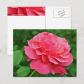 Carte Postale Rose rose rose (Devant / Derrière)