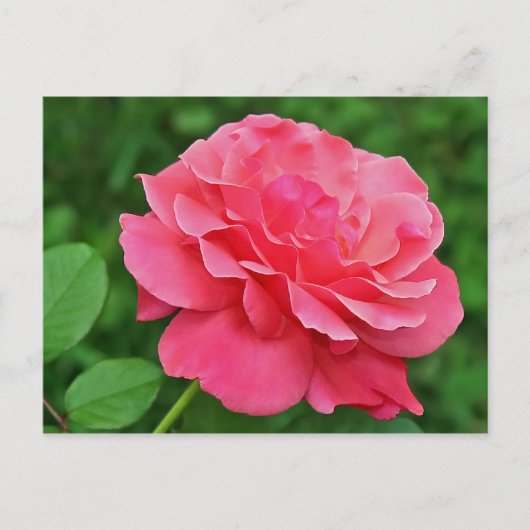 Carte Postale Rose rose rose (Devant)