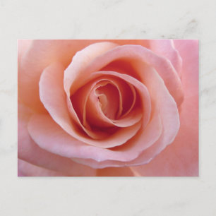 Carte Postale Rose rose rose
