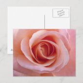 Carte Postale Rose rose rose (Devant / Derrière)