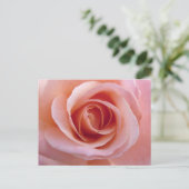 Carte Postale Rose rose rose (Debout devant)