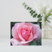 Carte Postale Rose rose rose (Debout devant)