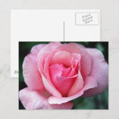 Carte Postale Rose rose rose (Devant / Derrière)