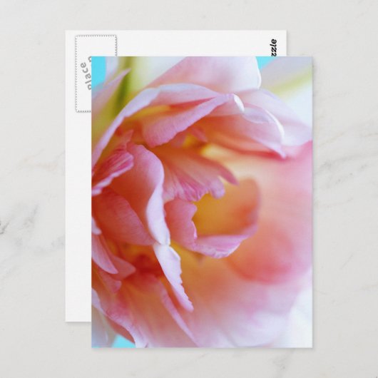 Carte Postale Rose rose rose (Devant / Derrière)