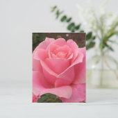 Carte Postale Rose rose rose (Debout devant)