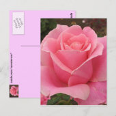 Carte Postale Rose rose rose (Devant / Derrière)