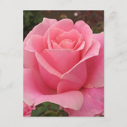 Carte Postale Rose rose rose (Devant)
