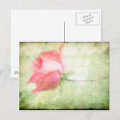 Carte Postale Rose rose rose (Devant / Derrière)