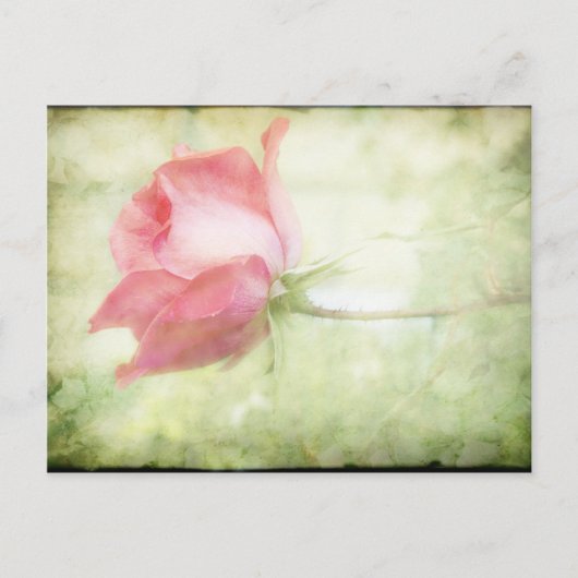 Carte Postale Rose rose rose (Devant)