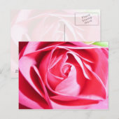Carte Postale Rose rose rose (Devant / Derrière)
