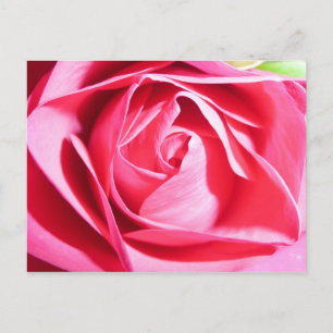 Carte Postale Rose rose rose