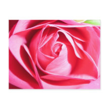 Rose rose rose