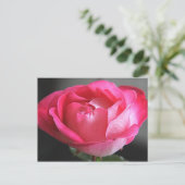 Carte Postale Rose rose rose (Debout devant)