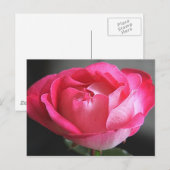 Carte Postale Rose rose rose (Devant / Derrière)