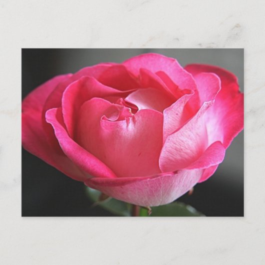 Carte Postale Rose rose rose (Devant)