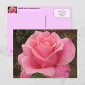 Carte Postale Rose rose rose (Devant / Derrière)