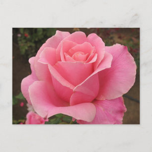 Carte Postale Rose rose rose