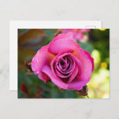 Carte Postale Rose rose rose (Devant / Derrière)