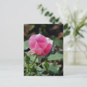 Carte Postale Rose rose rose (Debout devant)