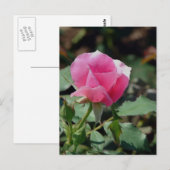 Carte Postale Rose rose rose (Devant / Derrière)