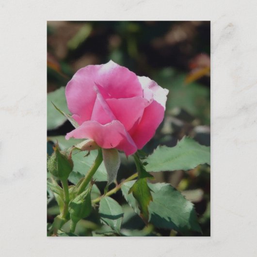 Carte Postale Rose rose rose (Devant)