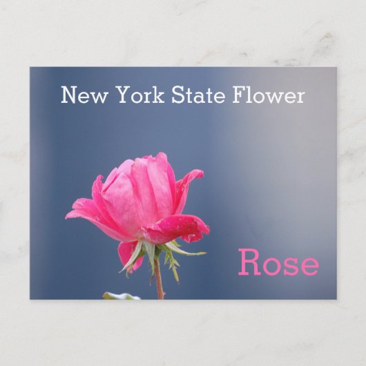 Carte Postale Rose rose rose fleur de l'État de New York (Devant)