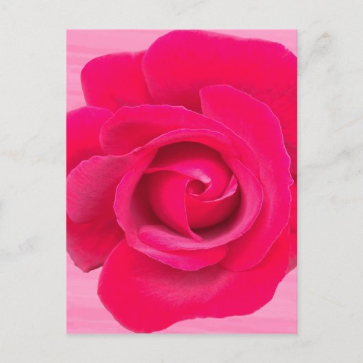Carte Postale Rose rose rouge romantique (Devant)