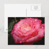 Carte Postale Rose rose trempé (Devant / Derrière)