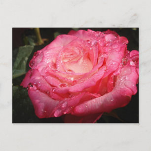 Carte Postale Rose rose trempé