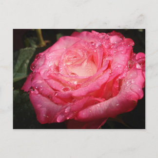 Carte Postale Rose rose trempé