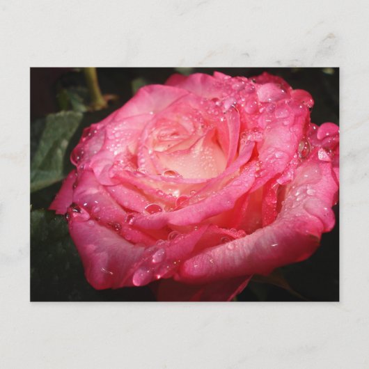 Carte Postale Rose rose trempé (Devant)