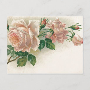 Carte Postale Rose rose vintage