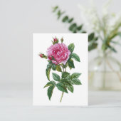 Carte Postale Rose rose vintage (Debout devant)