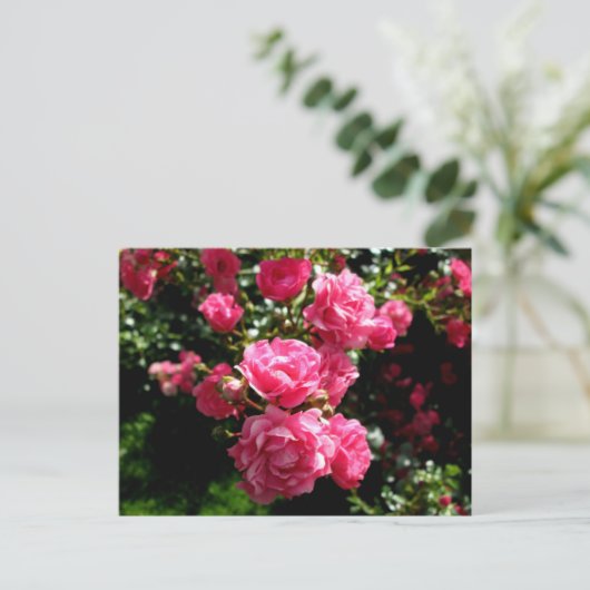 carte postale rose roses (Debout devant)