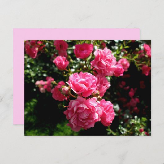 carte postale rose roses (Devant / Derrière)
