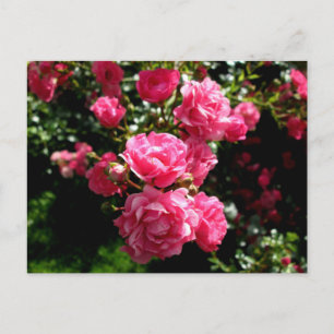 carte postale rose roses