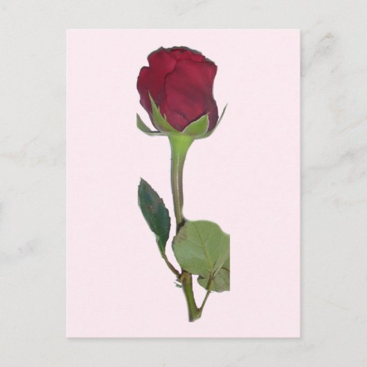 Carte Postale Rose rouge (Devant)