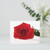 Carte postale Rose rouge (Debout devant)