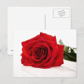 Carte postale Rose rouge (Devant / Derrière)