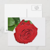 Carte Postale Rose rouge (Devant / Derrière)