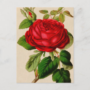 Carte Postale rose rouge