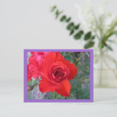 Carte postale Rose rouge (Debout devant)
