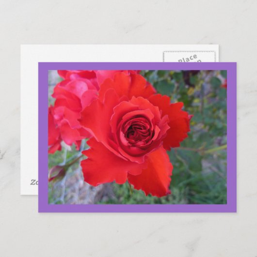 Carte postale Rose rouge (Devant / Derrière)