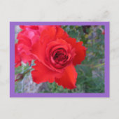 Carte postale Rose rouge (Devant)