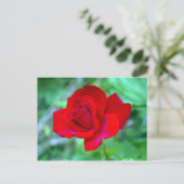 Carte postale Rose rouge (Debout devant)