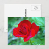Carte postale Rose rouge (Devant / Derrière)