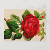 Carte Postale rose rouge (Devant)