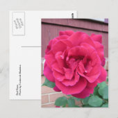 Carte Postale Rose rouge (Devant / Derrière)