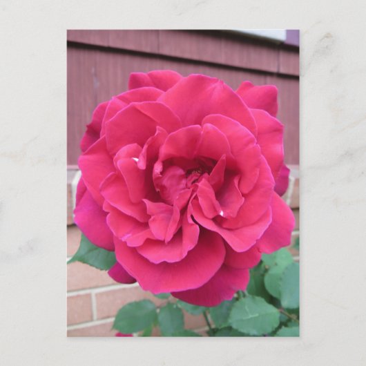 Carte Postale Rose rouge (Devant)