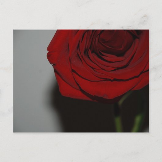 Carte postale Rose rouge (Devant)